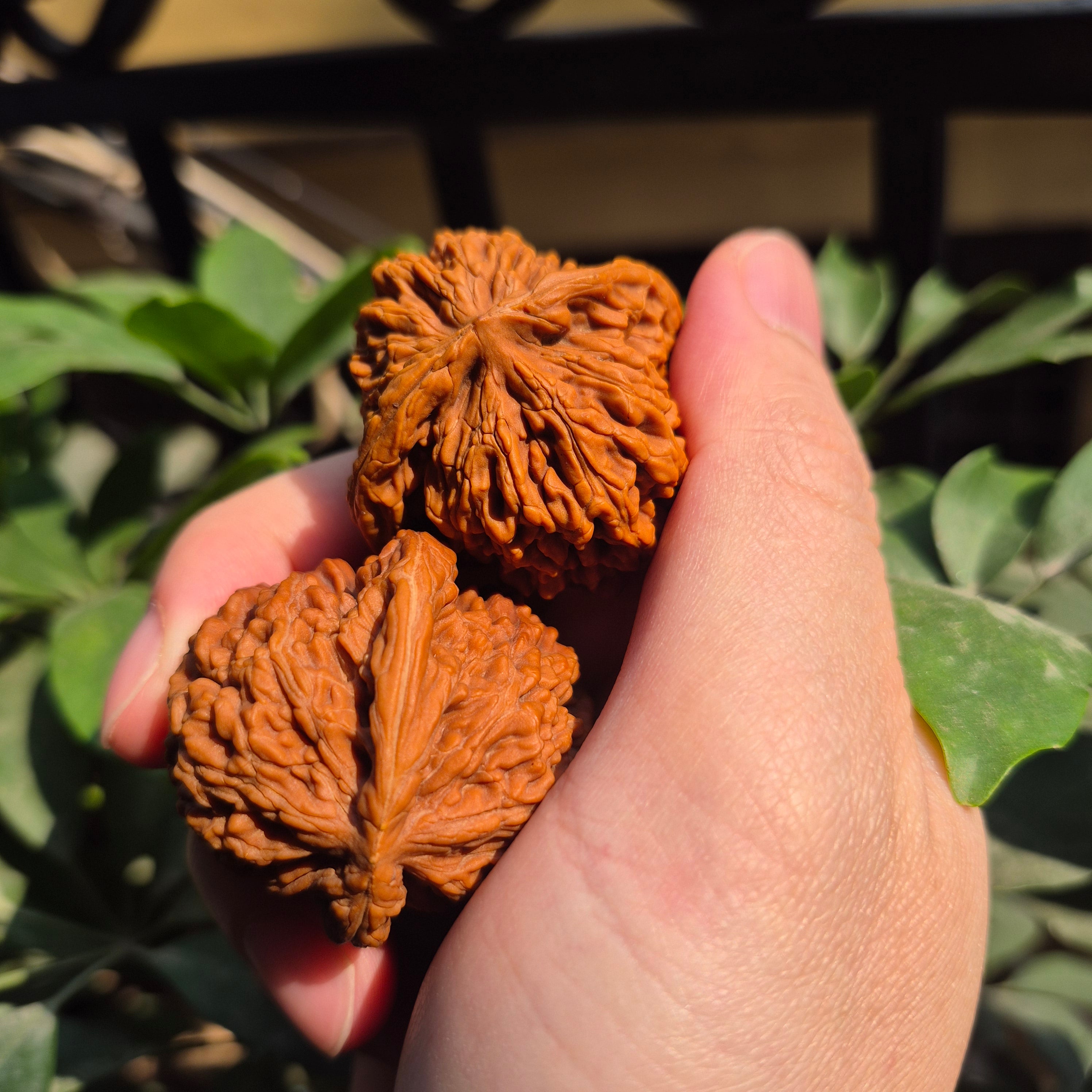 High Quality Wenwan Walnut Hand Rolling Balls, Finger Exercise, Gift Box Included