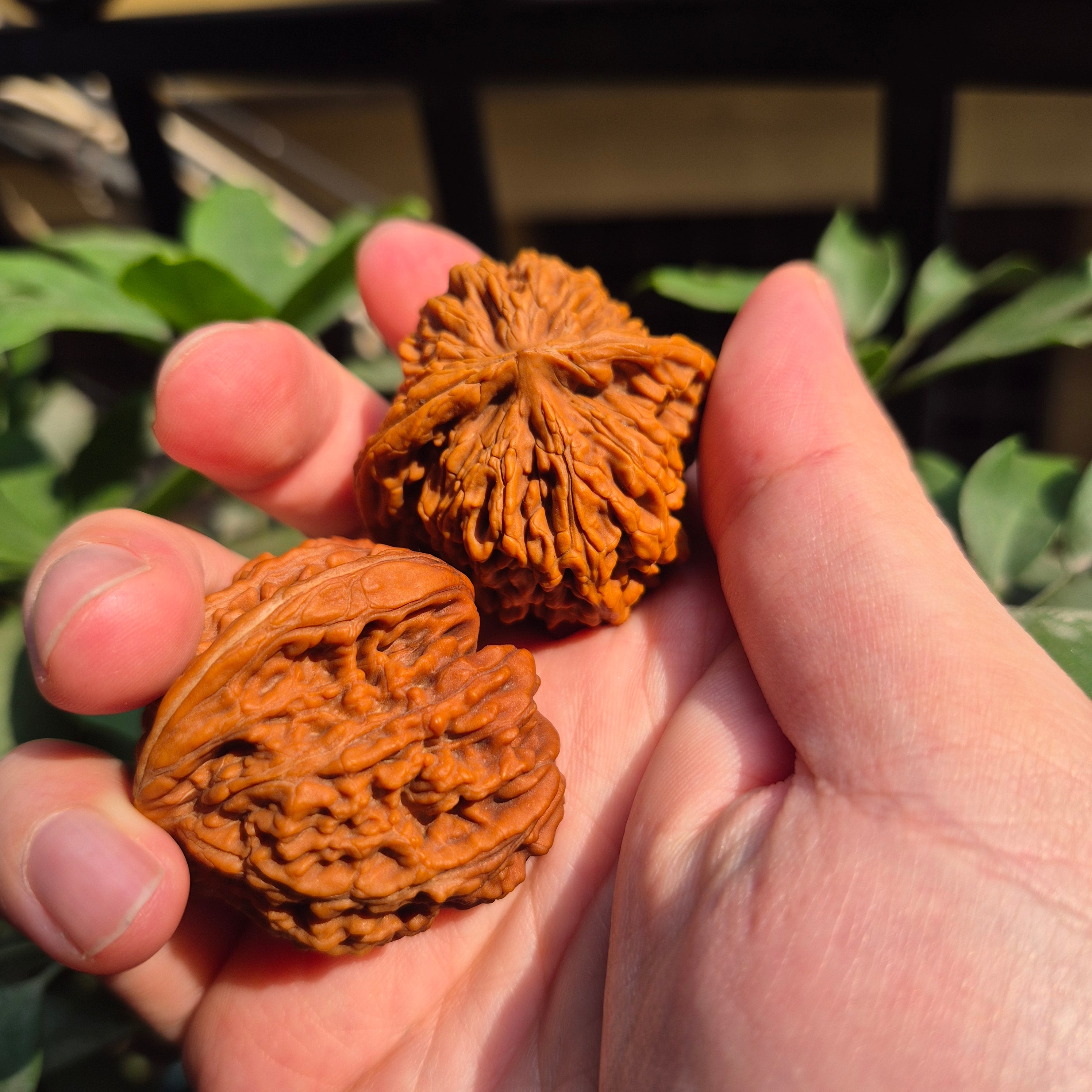 High Quality Wenwan Walnut Hand Rolling Balls, Finger Exercise, Gift Box Included