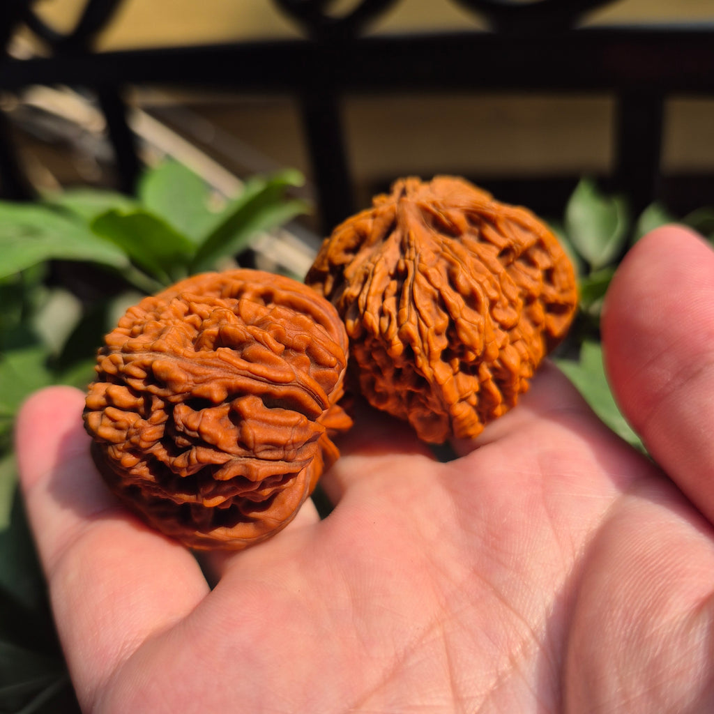 High Quality Wenwan Walnut Hand Rolling Balls, Finger Exercise, Gift Box Included