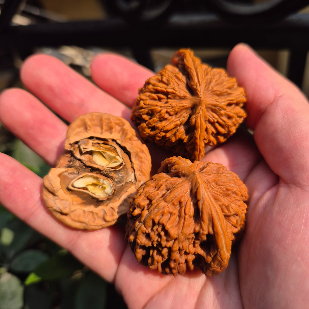 High Quality Wenwan Walnut Hand Rolling Balls, Finger Exercise, Gift Box Included