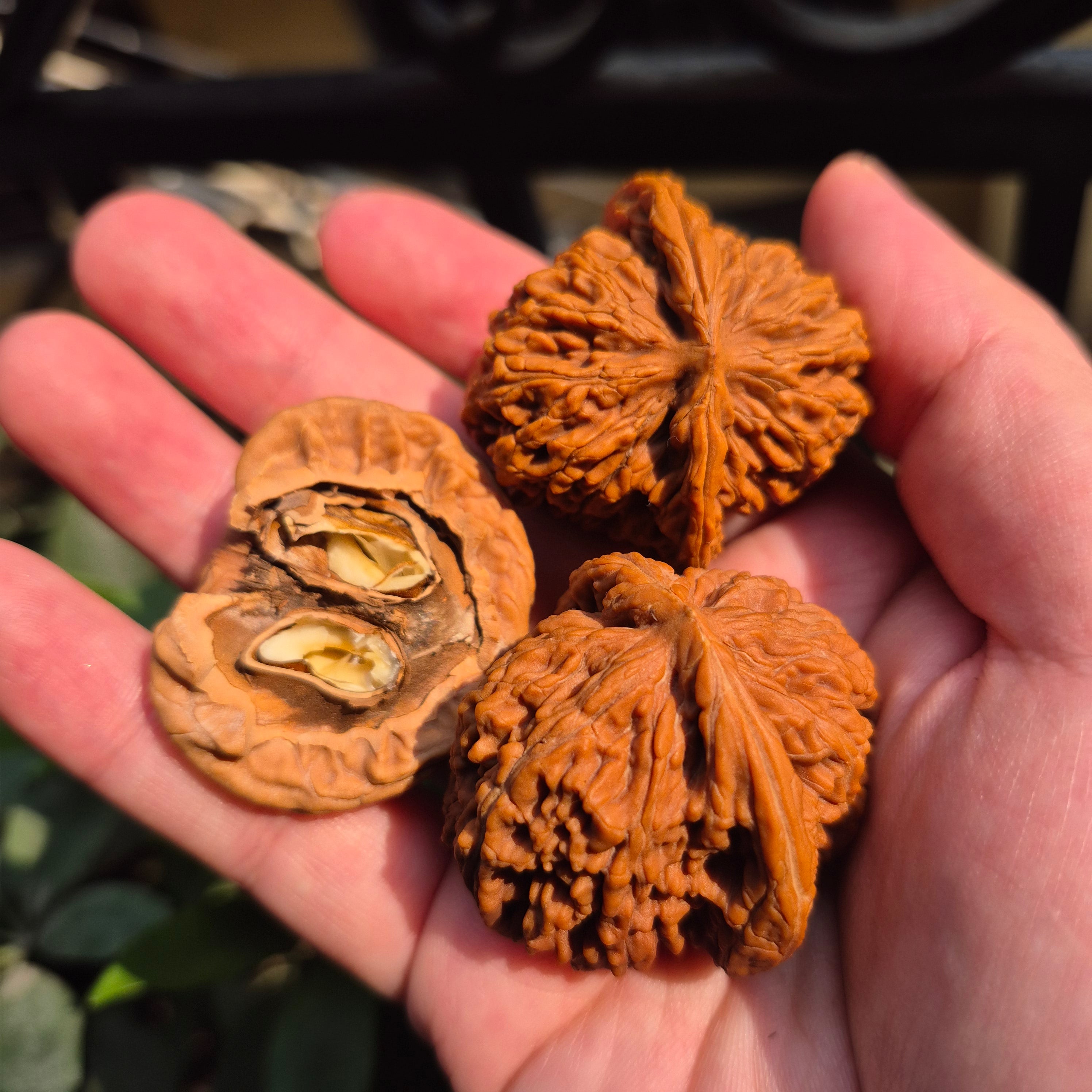 High Quality Wenwan Walnut Hand Rolling Balls, Finger Exercise, Gift Box Included
