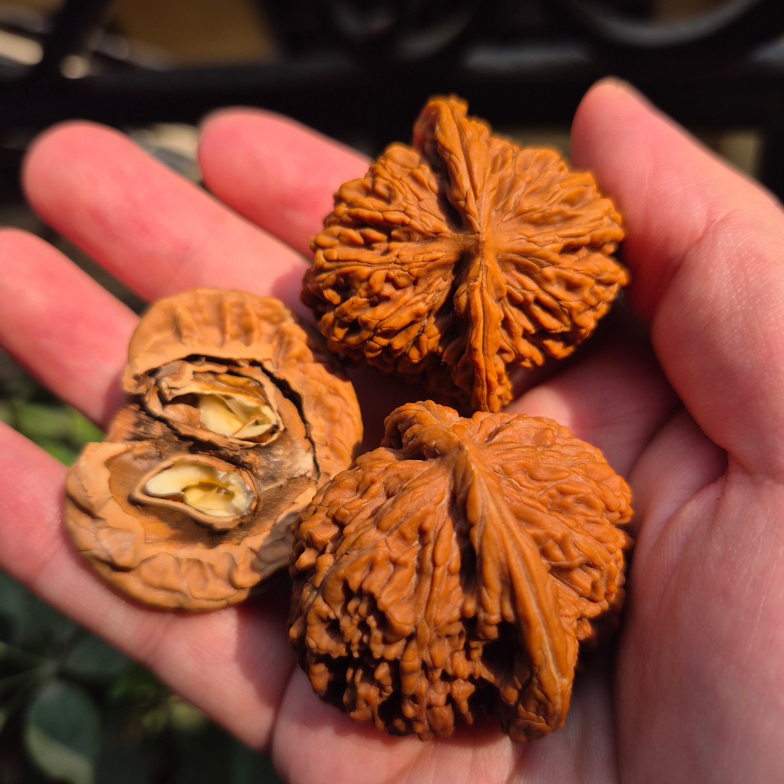 High Quality Wenwan Walnut Hand Rolling Balls, Finger Exercise, Gift Box Included