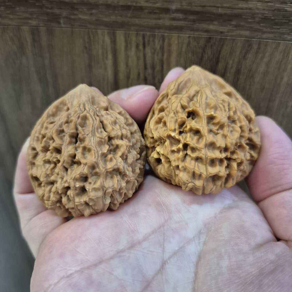 Wenwan Walnuts No 151