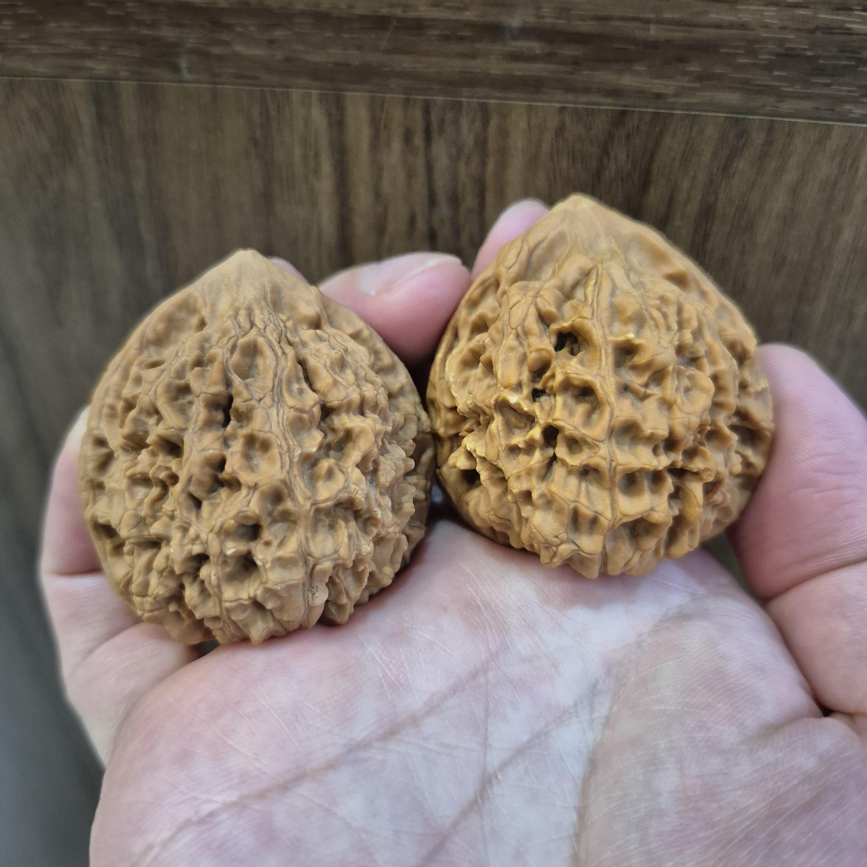 Wenwan Walnuts No 151