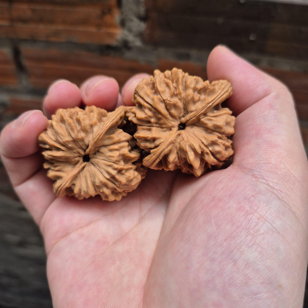 Wenwan Walnuts No 101