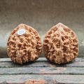 Wenwan Walnuts No 101