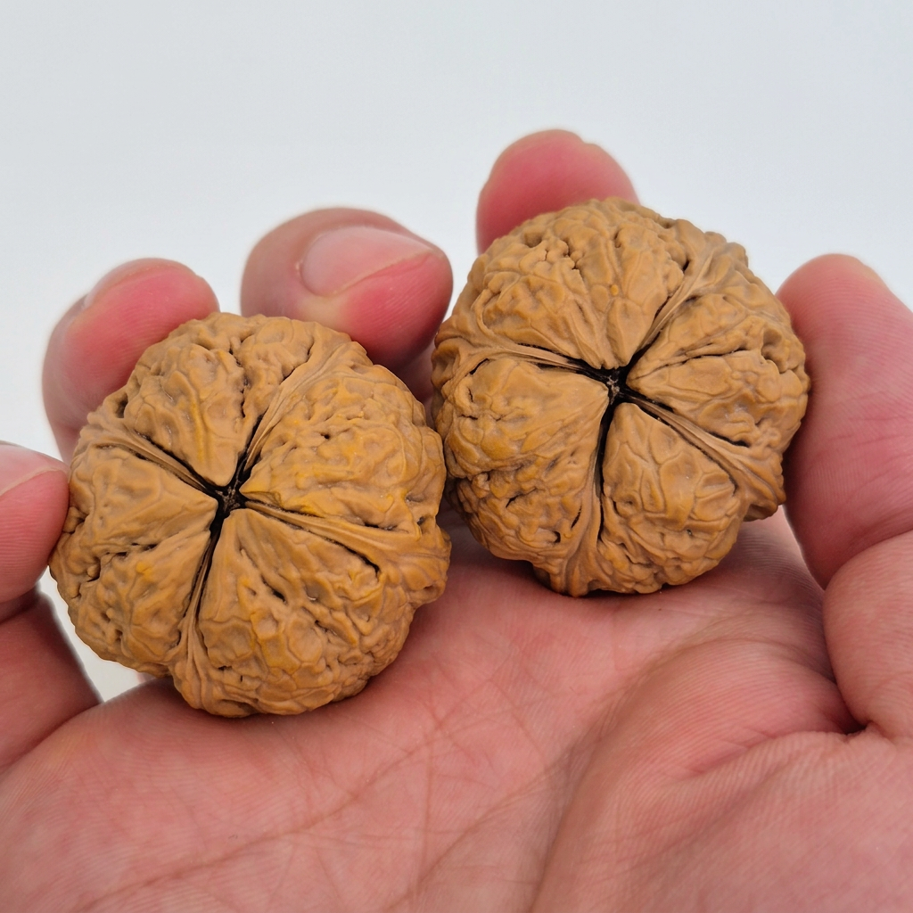 Wenwan Walnuts No 499