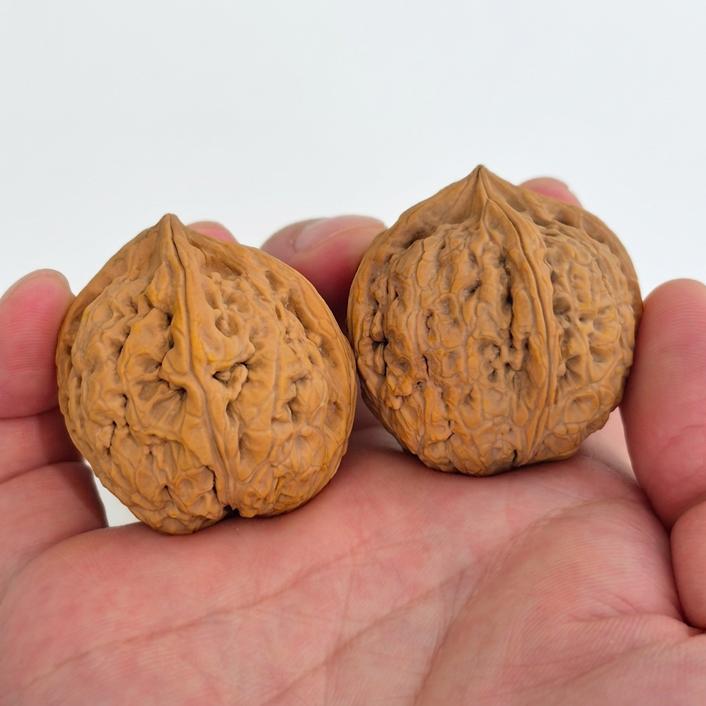 Wenwan Walnuts No 499