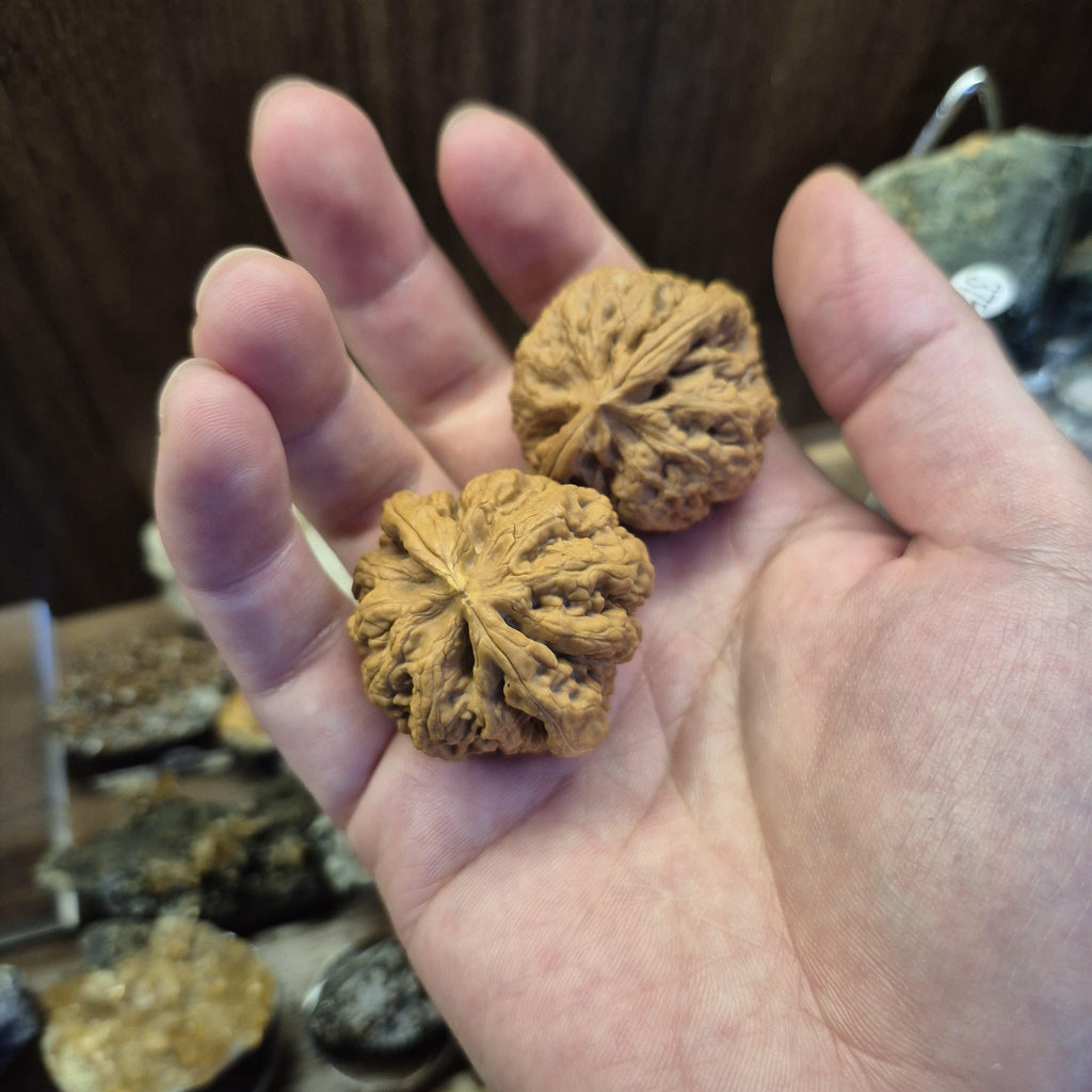 Natural Wenwan Walnut Pair Small Size 35-39mm
