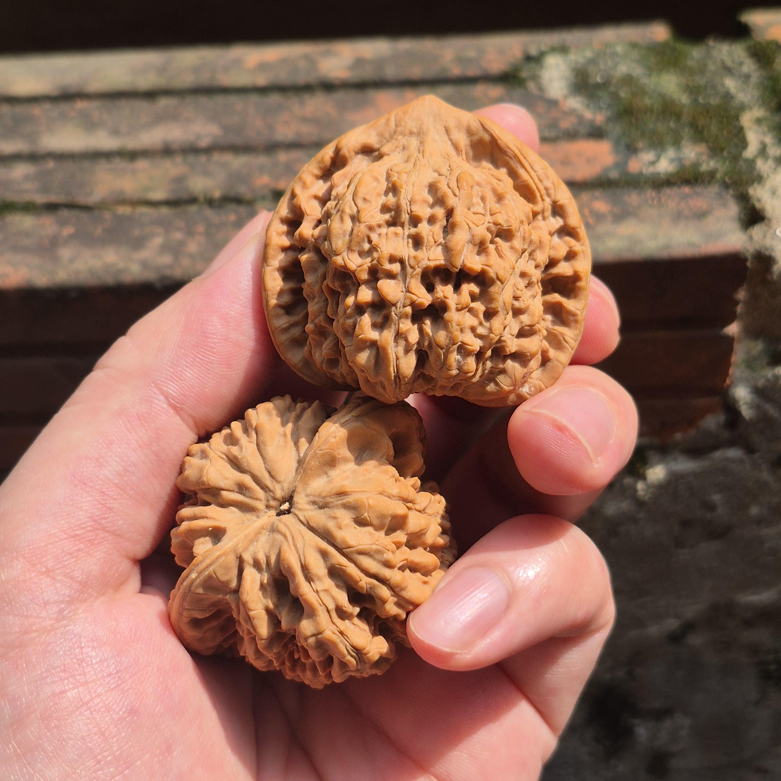 Large Wenwan Walnut Hand Exercise Balls 45-50mm, Pointed Peak Bodhi Shape