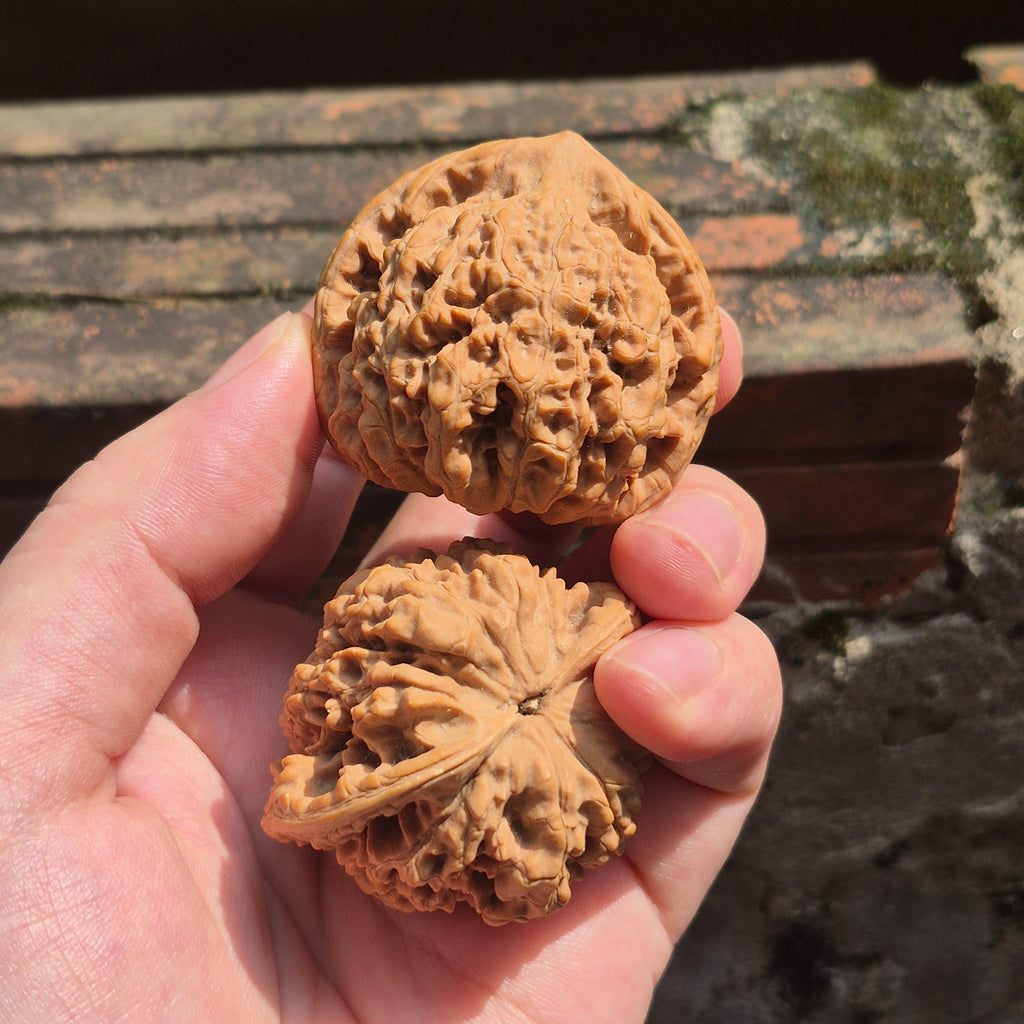 Large Wenwan Walnut Hand Exercise Balls 45-50mm, Pointed Peak Bodhi Shape