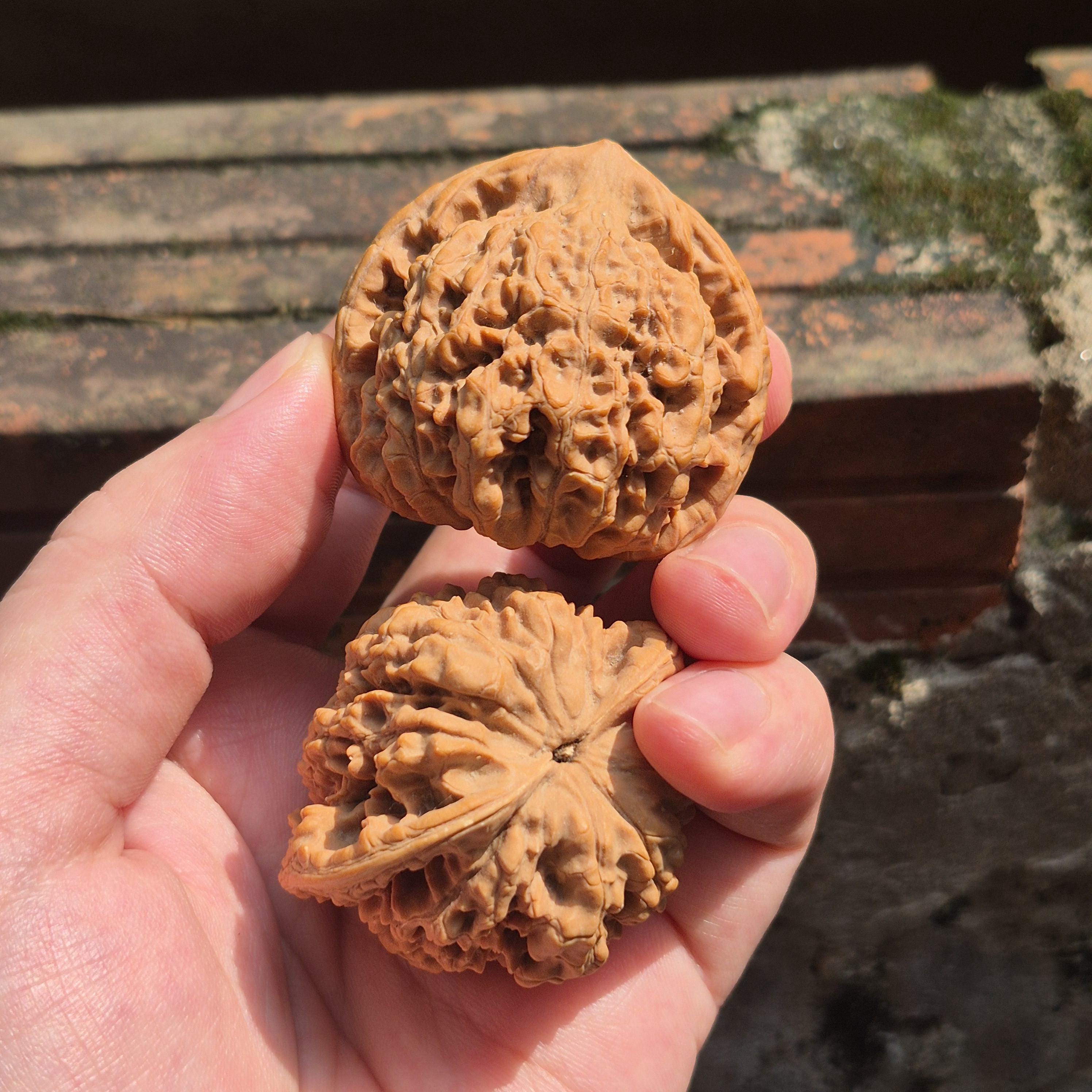 Large Wenwan Walnut Hand Exercise Balls 45-50mm, Pointed Peak Bodhi Shape