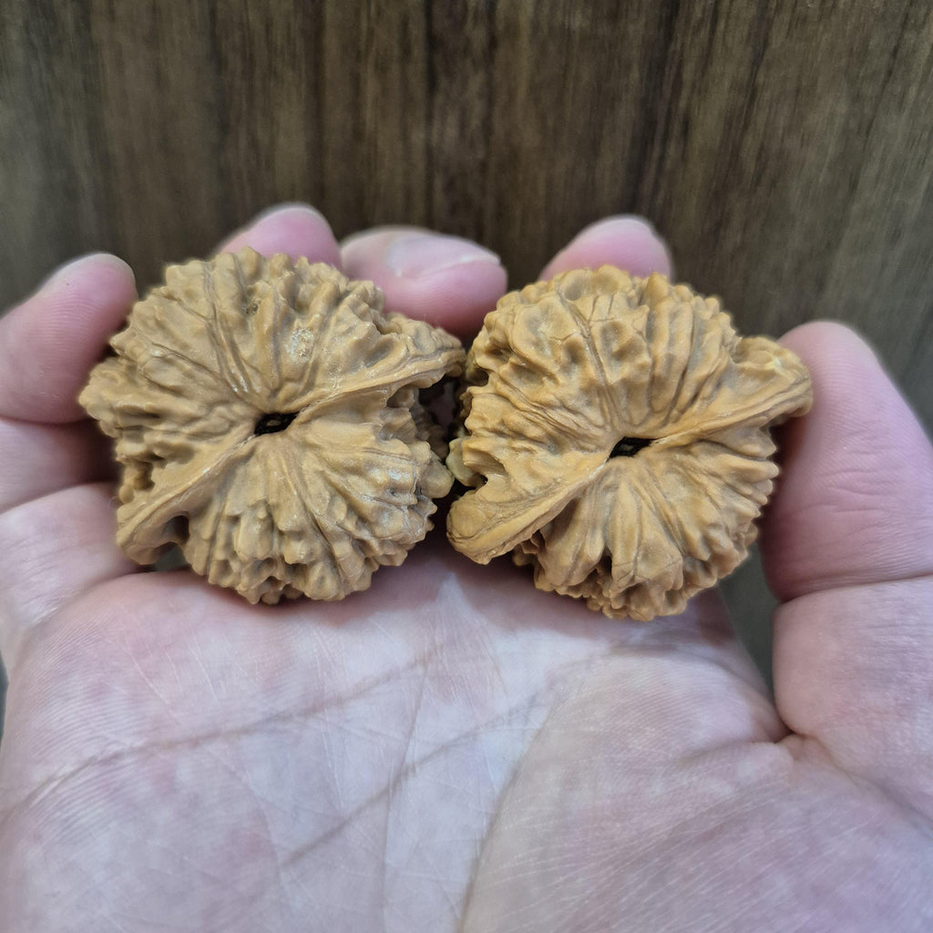 Wenwan Walnuts No 151