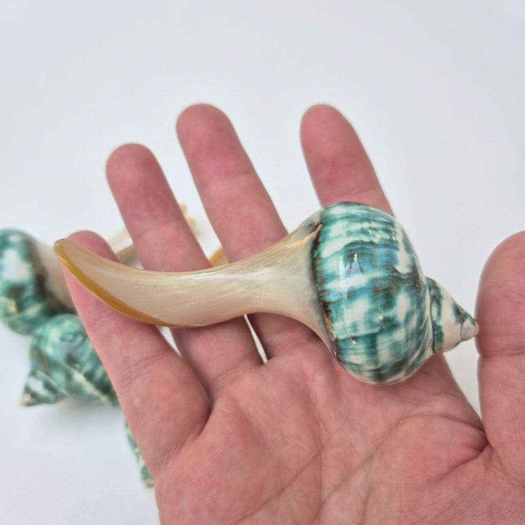 Natural Seashell Chopstick Rest, Coastal Dining Accessory, Beach Wedding Table Setting