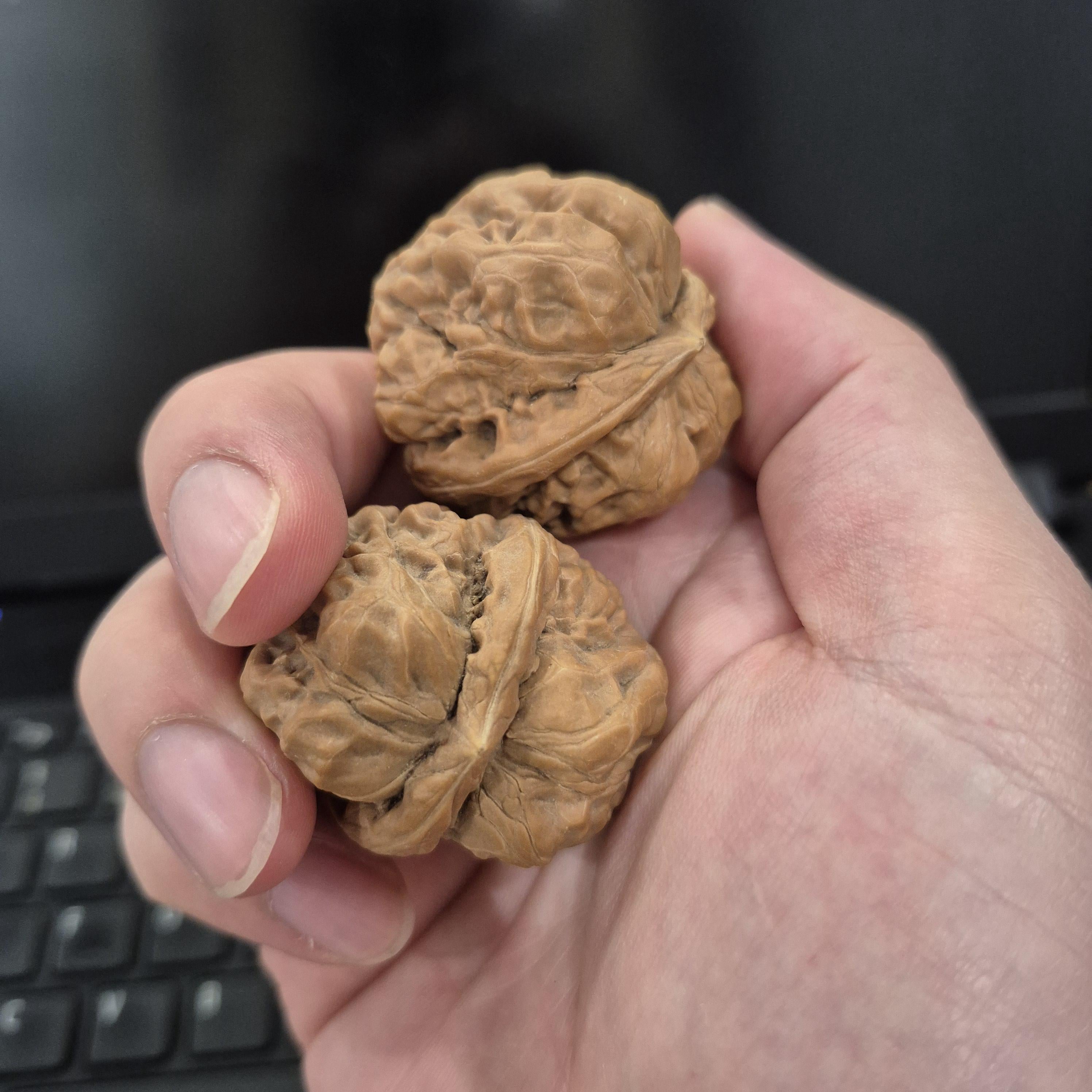 Toad Head Wenwan Walnuts 38-40mm