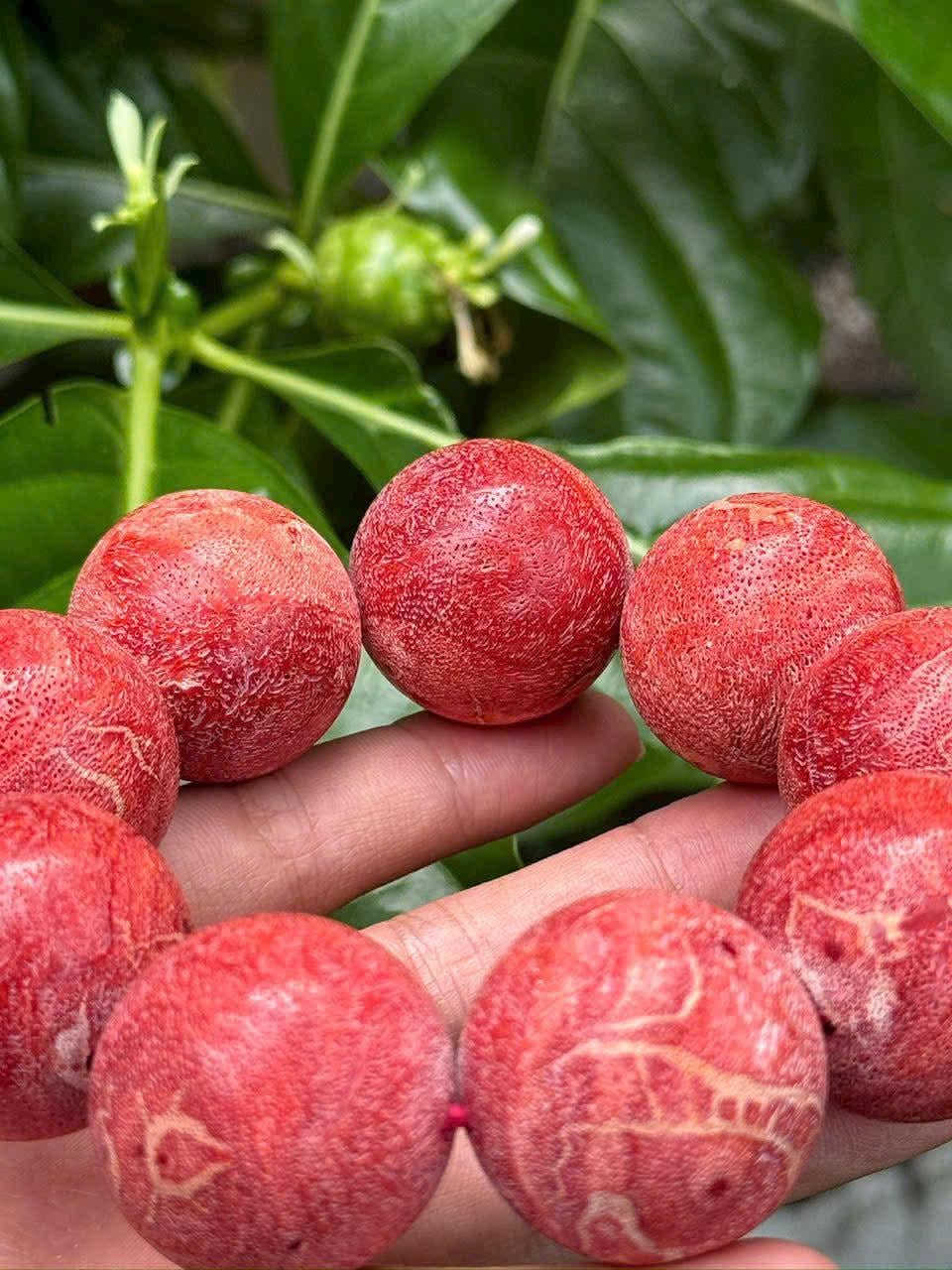 Raw Red Coral 20mm Bead Bracelet, Natural Uncoated Coral Jewelry