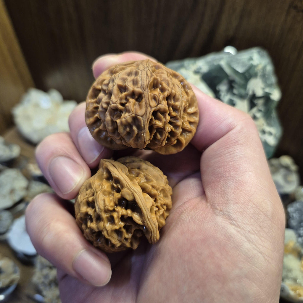 Lantern Wenwan Walnuts 38-40mm