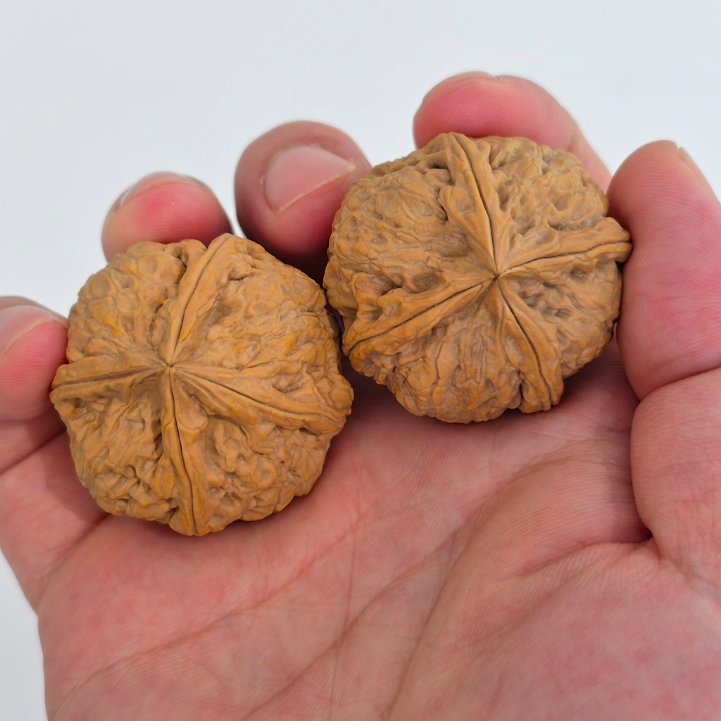 Wenwan Walnuts No 499