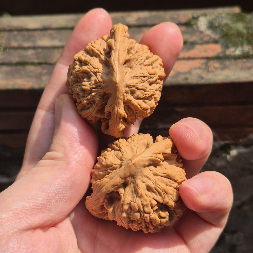 Large Wenwan Walnut Hand Exercise Balls 45-50mm, Pointed Peak Bodhi Shape