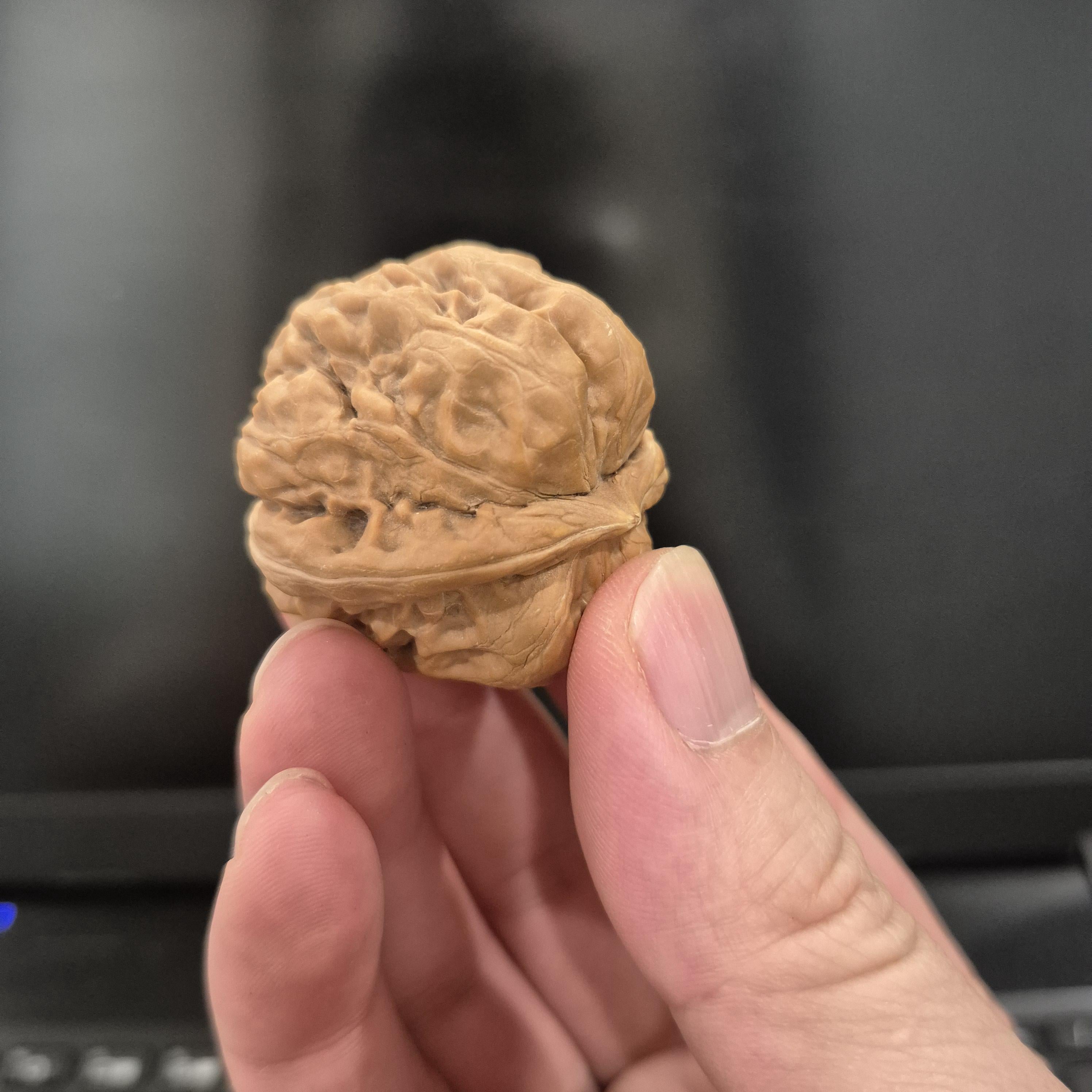 Toad Head Wenwan Walnuts 38-40mm