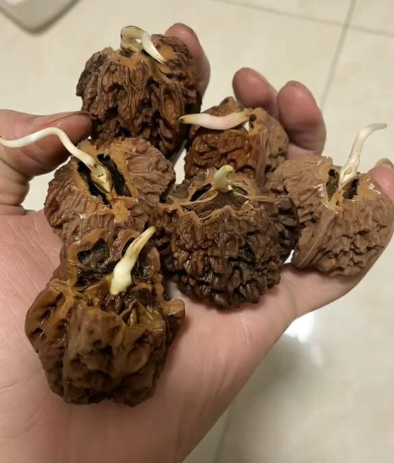 Wenwan Walnut Seeds for Planting, Sprouted Walnut Seeds for Tree Growing, Fast Shipping USA