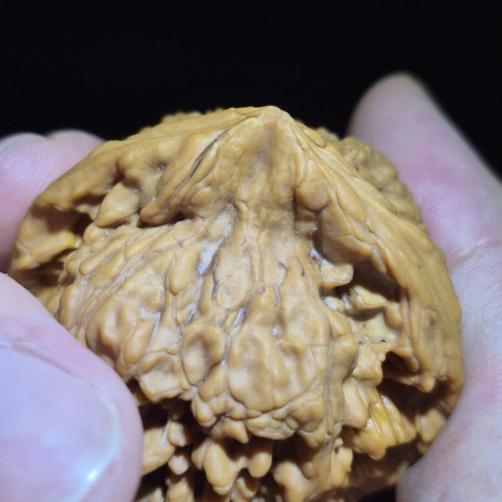 Wenwan Walnuts No 457