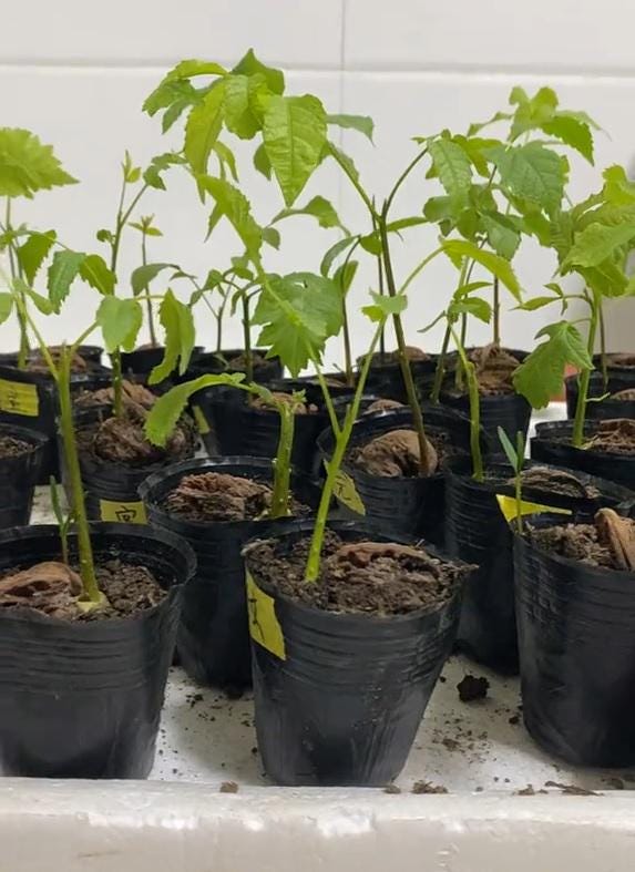 Wenwan Walnut Seeds for Planting, Sprouted Walnut Seeds for Tree Growing, Fast Shipping USA