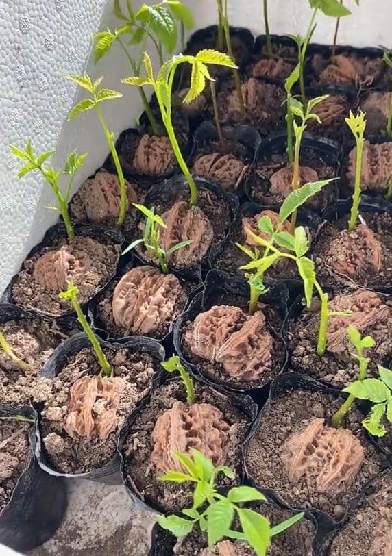 Wenwan Walnut Seeds for Planting, Sprouted Walnut Seeds for Tree Growing, Fast Shipping USA