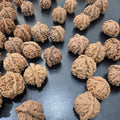Wenwan Walnut Seeds for Planting, Sprouted Walnut Seeds for Tree Growing, Fast Shipping USA