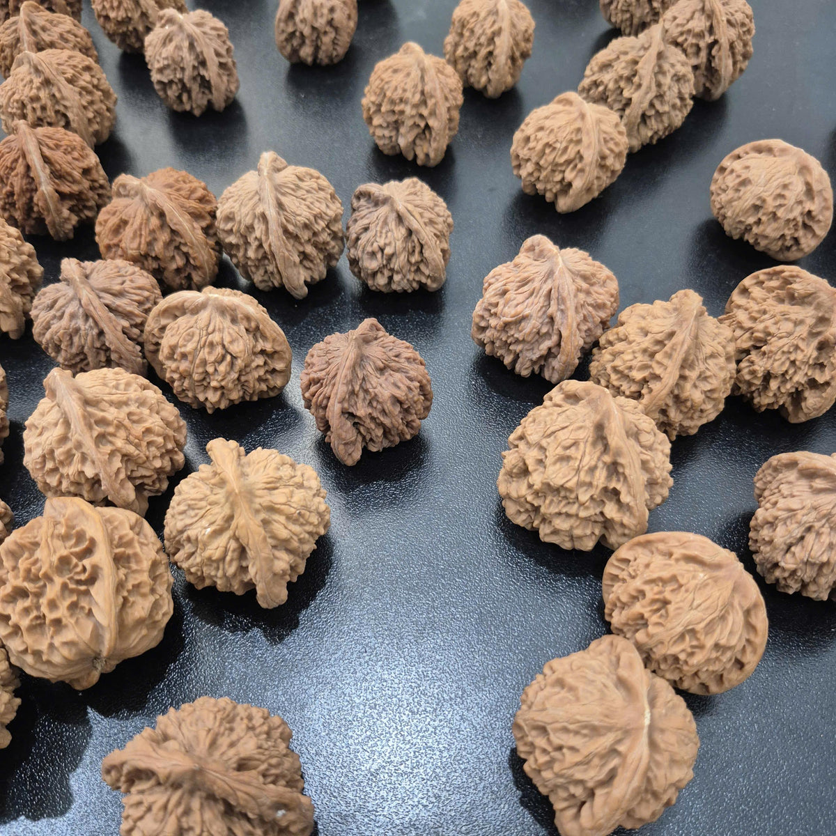 Wenwan Walnut Seeds for Planting, Sprouted Walnut Seeds for Tree Growing, Fast Shipping USA