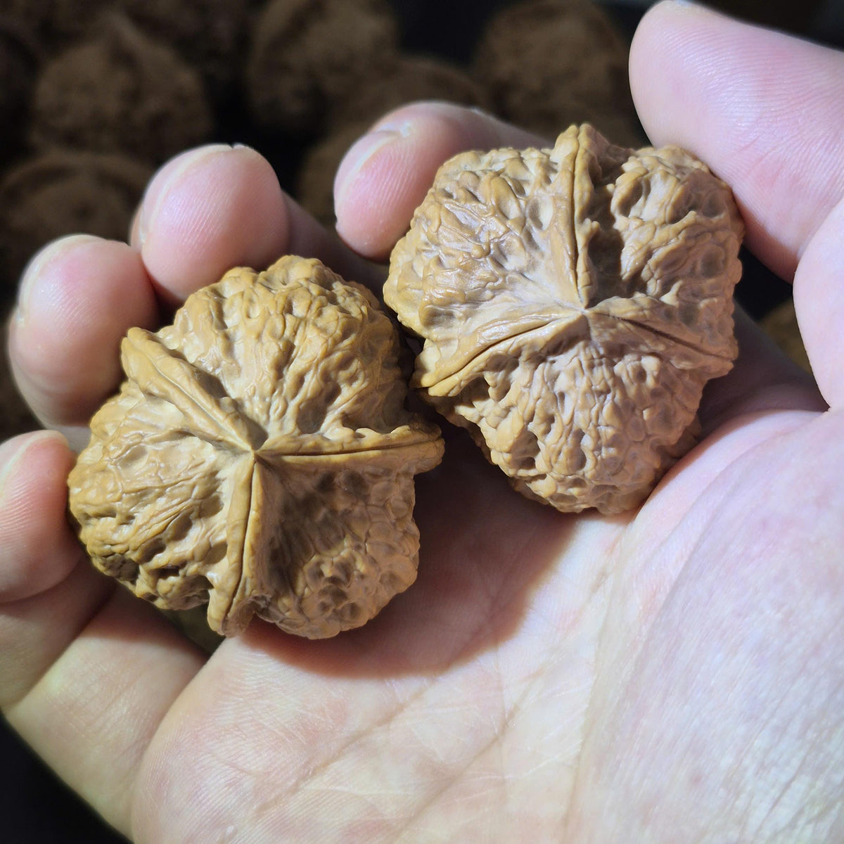 Natural Triangular Walnut Pair 38-40mm, Collectible Hand Exercise Walnuts, 3 Side Wenwan Walnuts