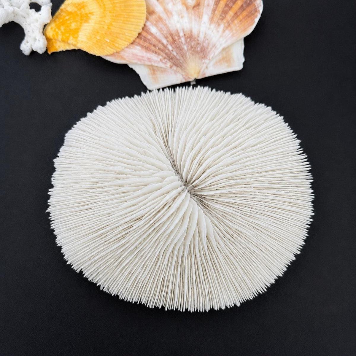 Natural White Coral Disc, Coastal Decor, Beach House Decoration, Unique Ocean Gift