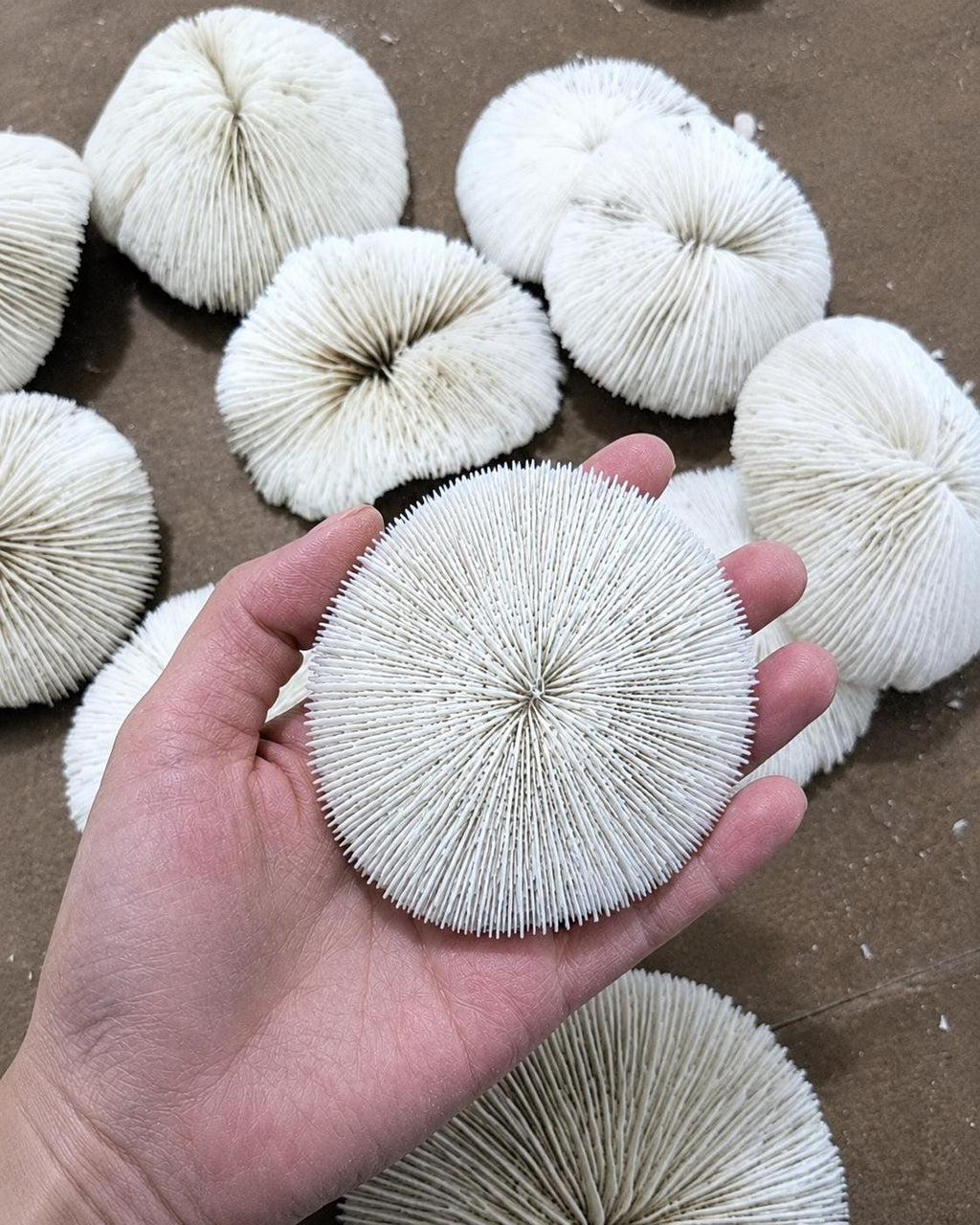Natural White Coral Disc, Coastal Decor, Beach House Decoration, Unique Ocean Gift