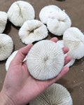 Natural White Coral Disc, Coastal Decor, Beach House Decoration, Unique Ocean Gift
