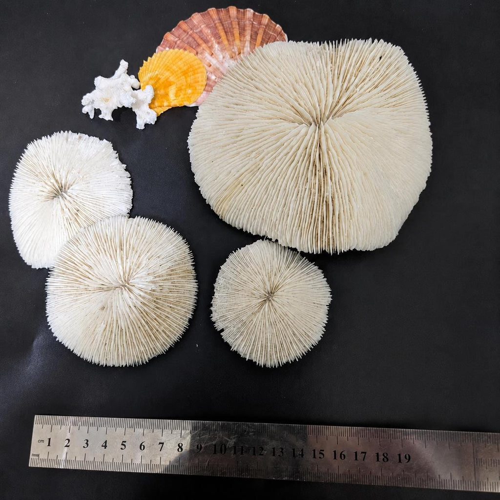 Natural White Coral Disc, Coastal Decor, Beach House Decoration, Unique Ocean Gift