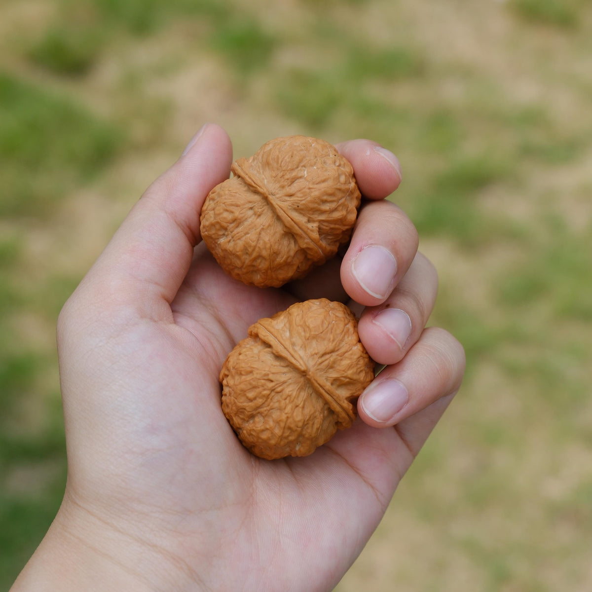 Natural Wenwan Walnut Pair 35-39mm, Iron Mask Style Hand Exercise Wenwan Walnuts