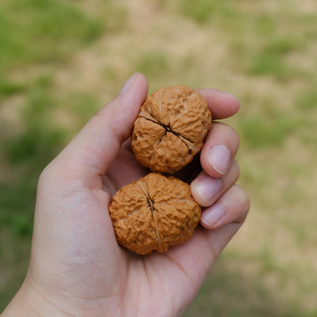 Natural Wenwan Walnut Pair 35-39mm, Iron Mask Style Hand Exercise Wenwan Walnuts