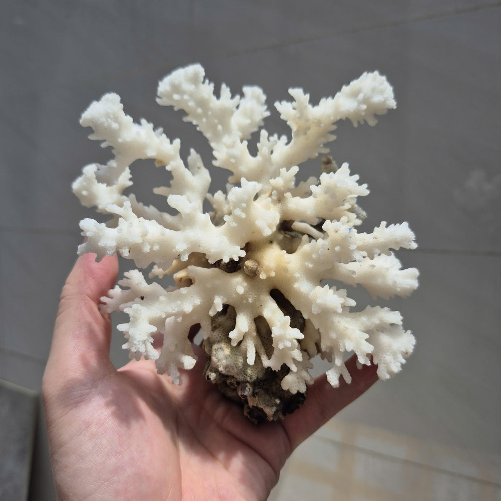 Natural White Branch Coral, Aquarium Decor, Coastal Home Decoration, Beach Style Accent