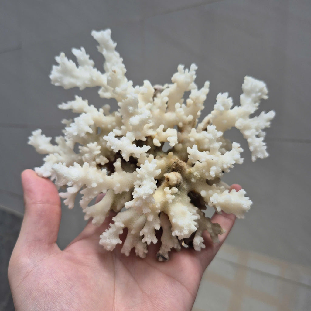 Natural White Branch Coral, Aquarium Decor, Coastal Home Decoration, Beach Style Accent