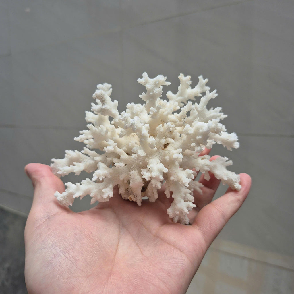 Natural White Branch Coral, Aquarium Decor, Coastal Home Decoration, Beach Style Accent