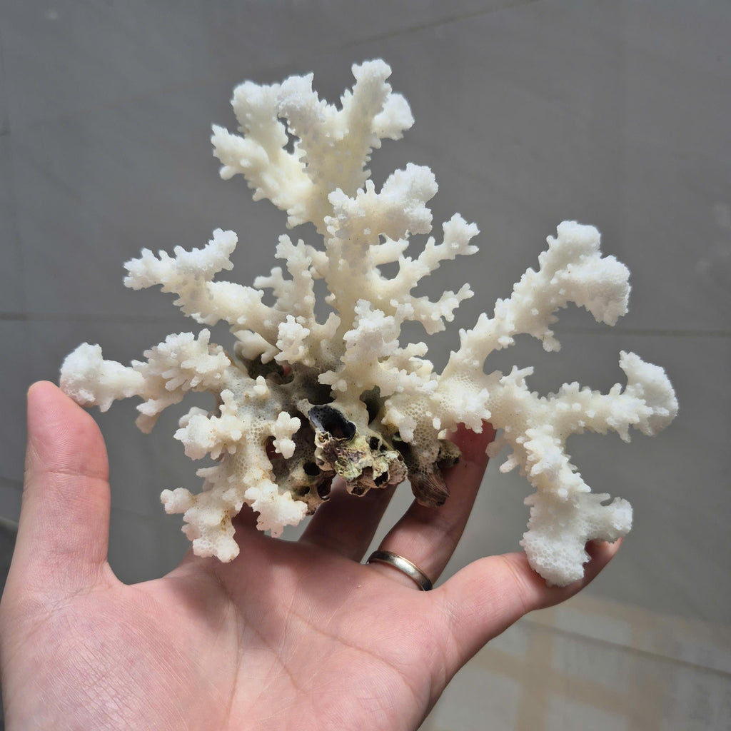 Natural White Branch Coral, Aquarium Decor, Coastal Home Decoration, Beach Style Accent