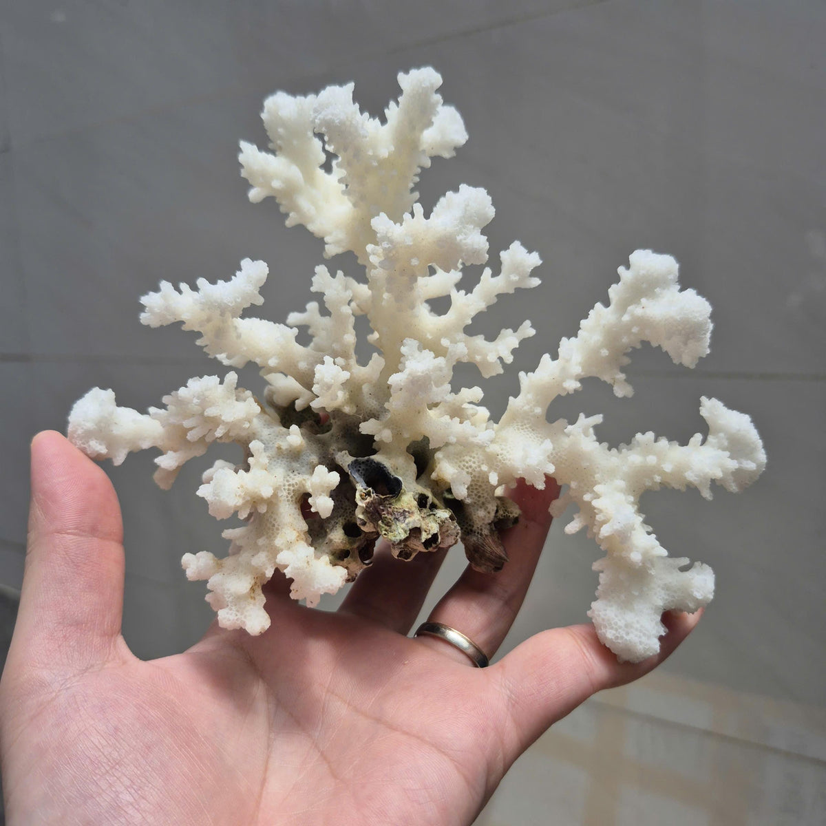 Natural White Branch Coral, Aquarium Decor, Coastal Home Decoration, Beach Style Accent