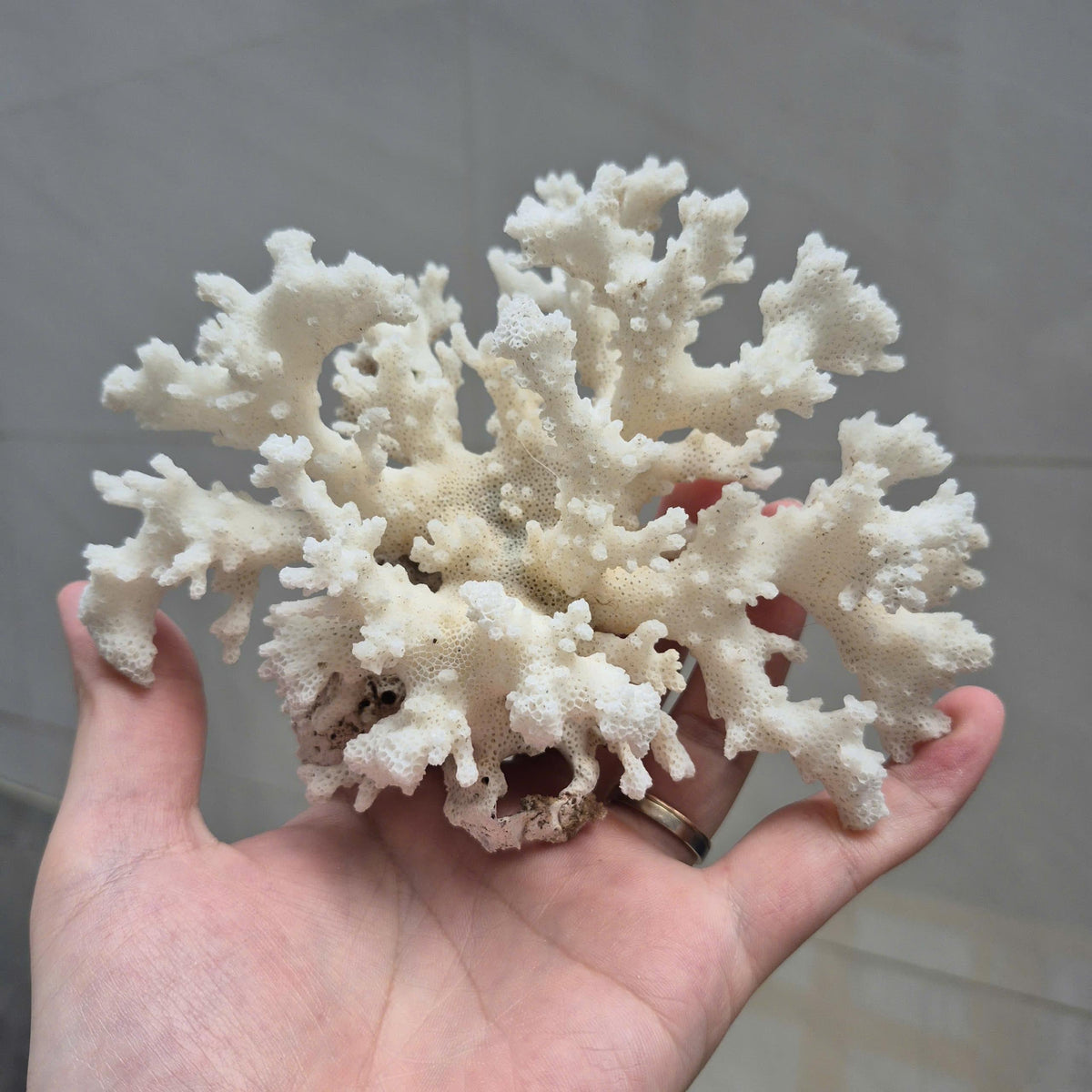 Natural White Branch Coral, Aquarium Decor, Coastal Home Decoration, Beach Style Accent