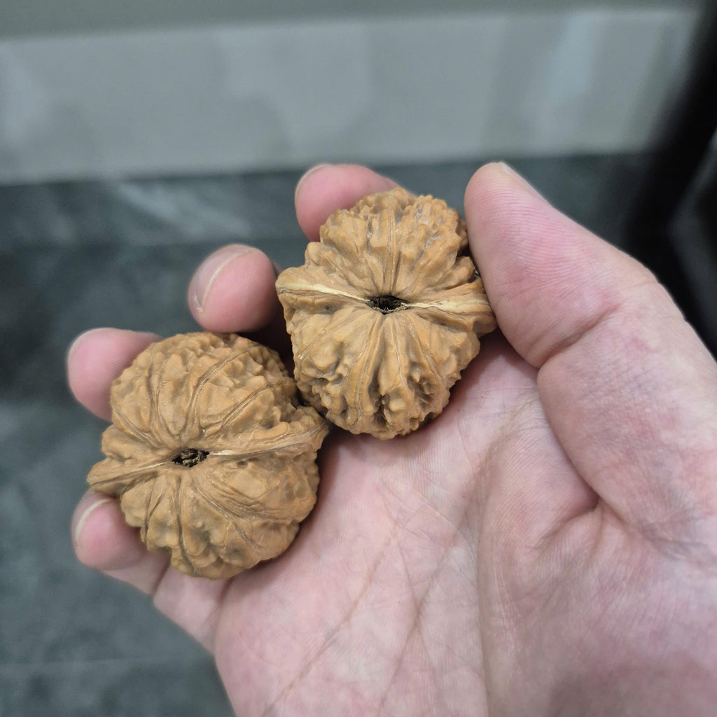 Natural Wenwan Walnuts, Yuanbao Walnut Pair, 40-44mm, Slight Yellow Tips, Hand Rolling Walnuts