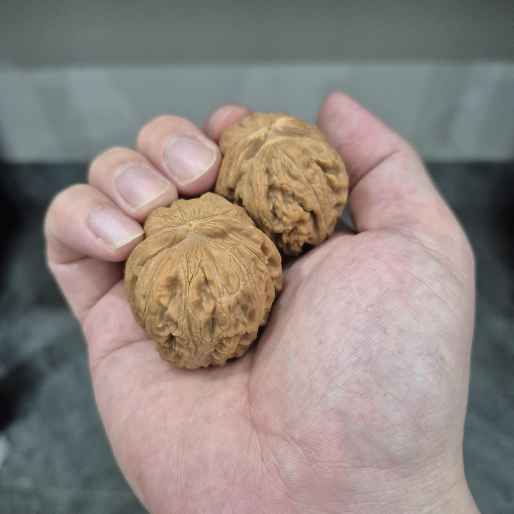 Natural Wenwan Walnuts, Yuanbao Walnut Pair, 40-44mm, Slight Yellow Tips, Hand Rolling Walnuts