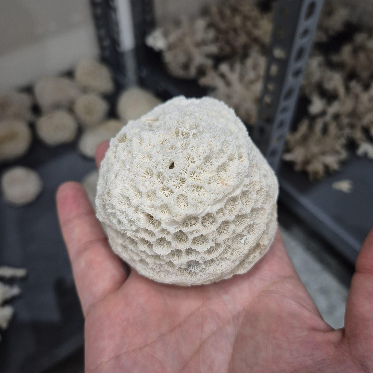 Natural White Coral Decor, Honeycomb Coral, Coastal Home Decor, Aquarium Coral Display