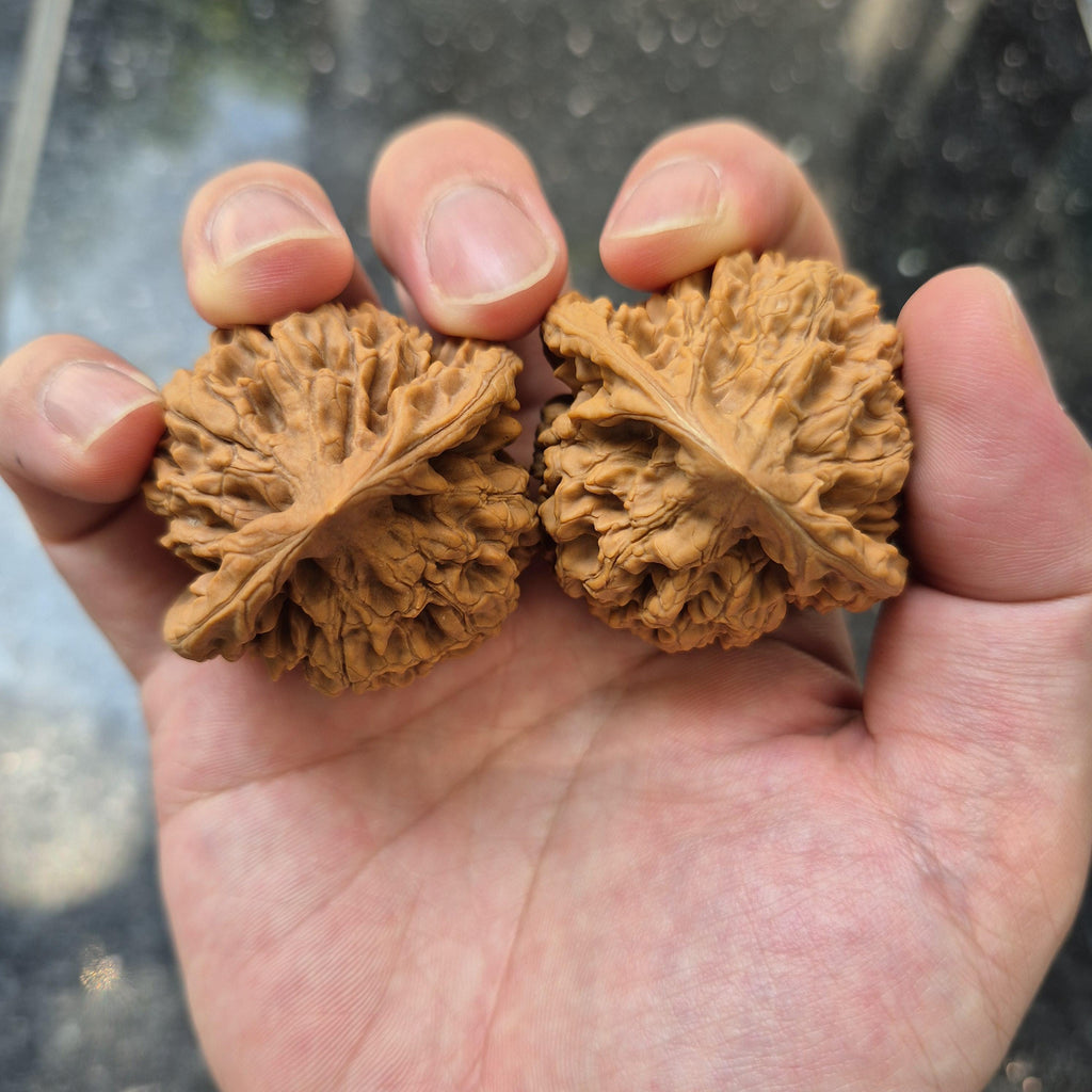 Wenwan Walnuts No 488