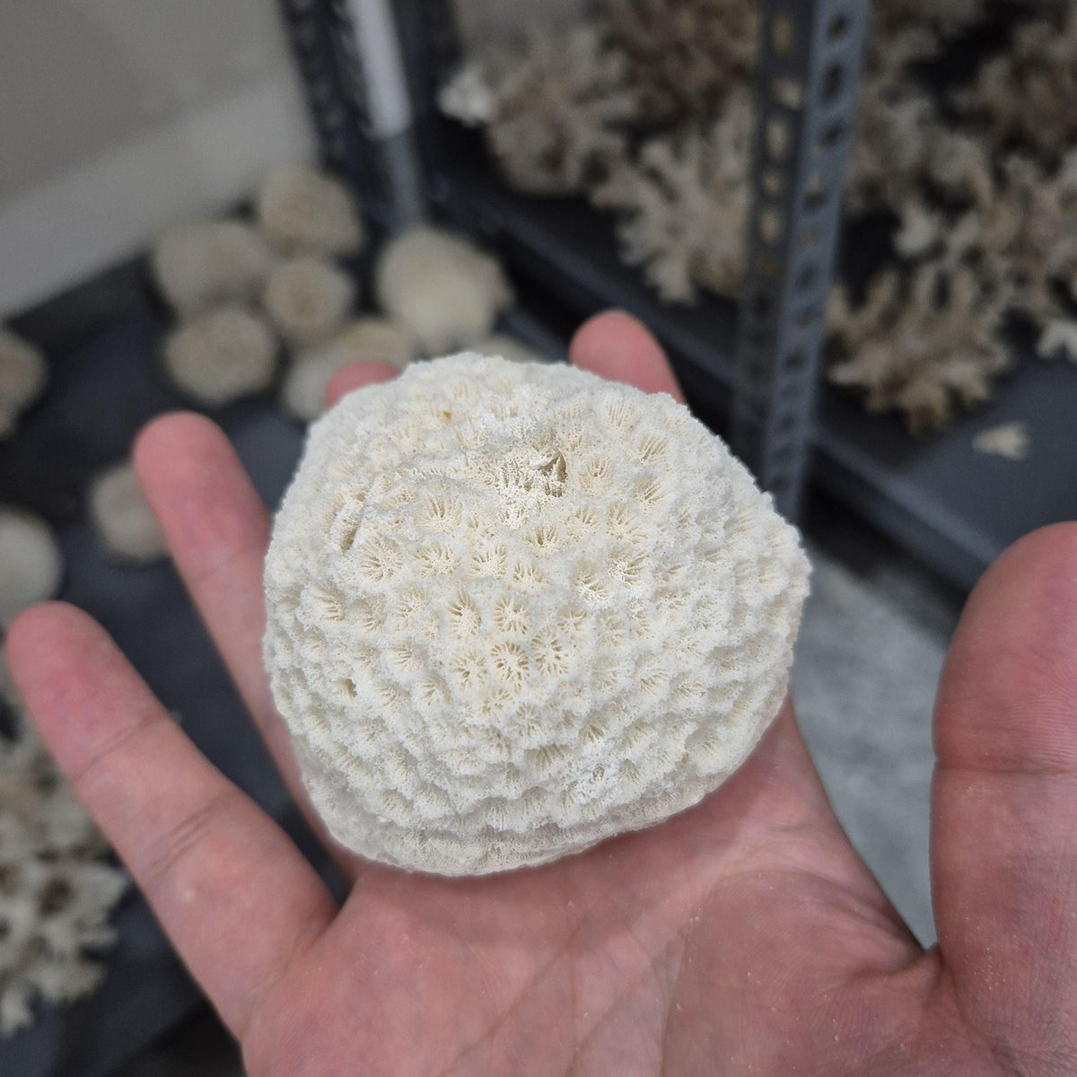 Natural White Coral Decor, Honeycomb Coral, Coastal Home Decor, Aquarium Coral Display