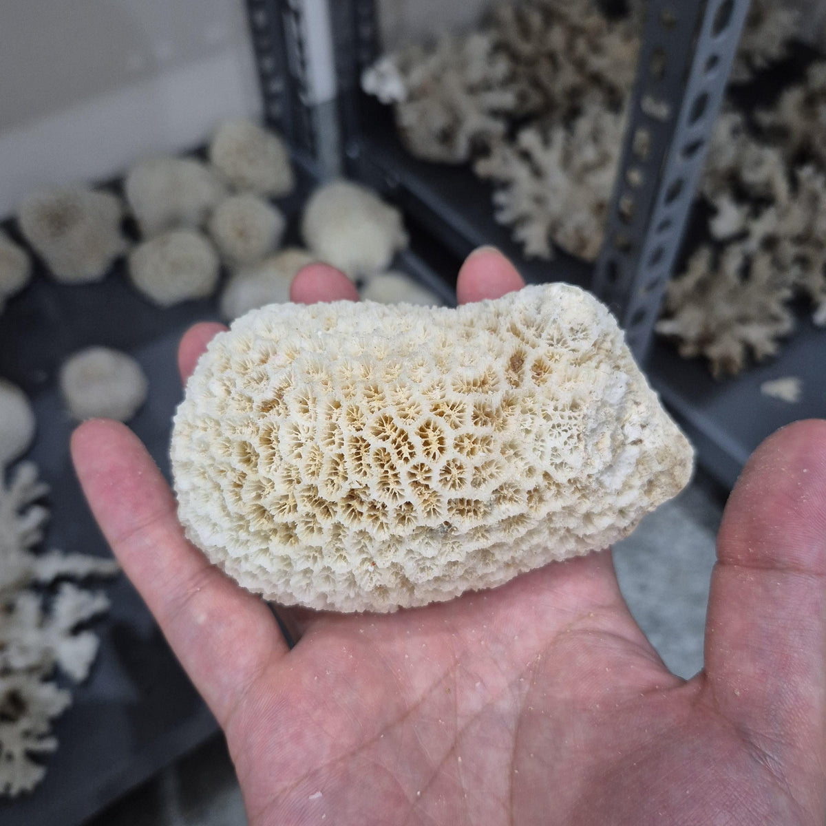 Natural White Coral Decor, Honeycomb Coral, Coastal Home Decor, Aquarium Coral Display