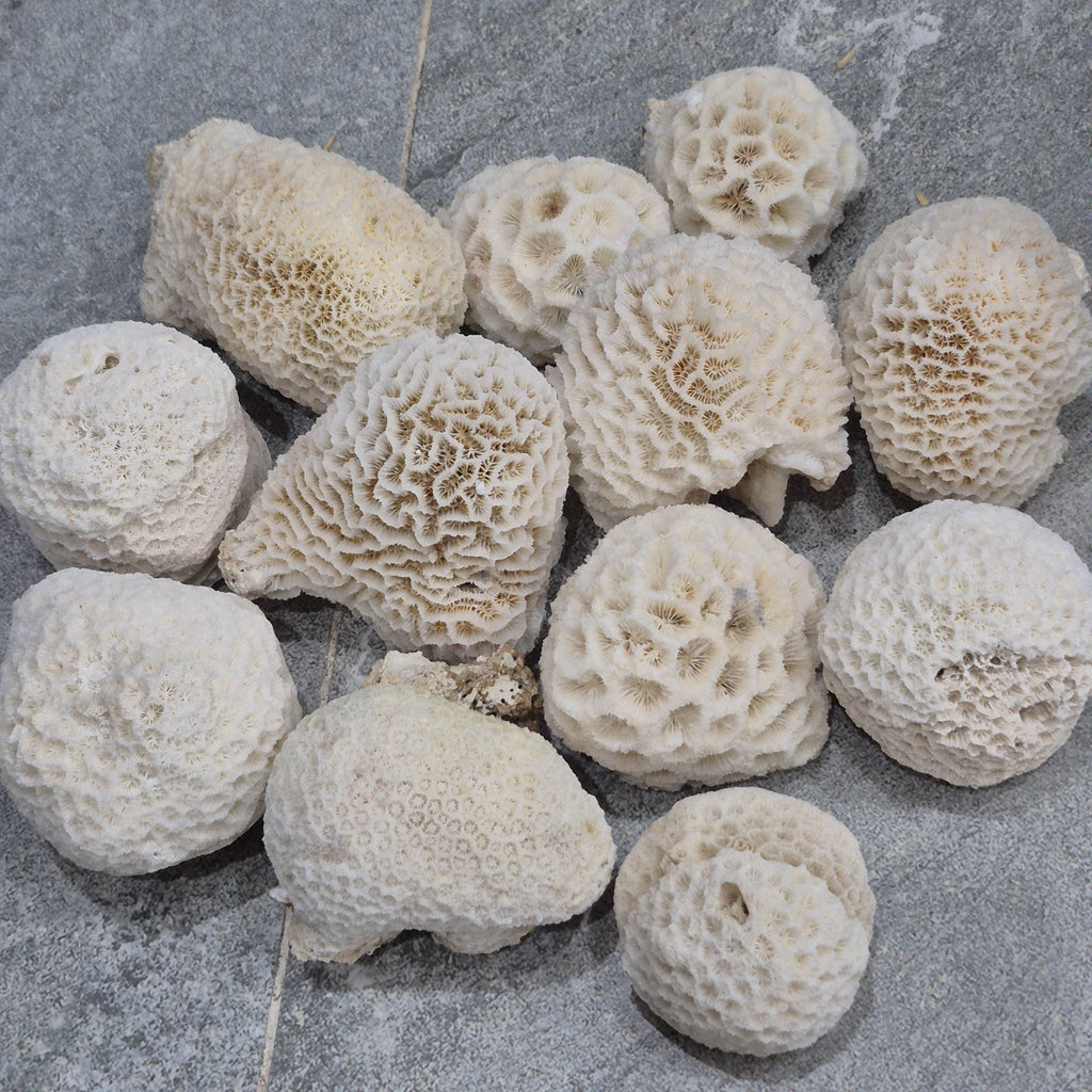 Natural White Coral Decor, Honeycomb Coral, Coastal Home Decor, Aquarium Coral Display